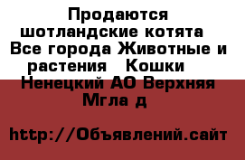 Продаются шотландские котята - Все города Животные и растения » Кошки   . Ненецкий АО,Верхняя Мгла д.